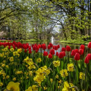 Keukenhof – Blumenduft und Farbenpracht - Neben Tulpen sind auch Narzissen und Hyazinthen zu bewundern - (c) Keukenhof