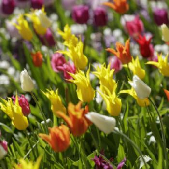 Keukenhof – Blumenduft und Farbenpracht - Neben Tulpen sind auch Narzissen und Hyazinthen zu bewundern - (c) Keukenhof