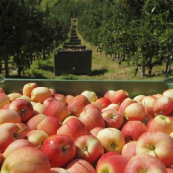 Südtiroler Apfel g.g.A. - Geschützte geografische Angabe seit 2005 - (c) Frieder Blickle