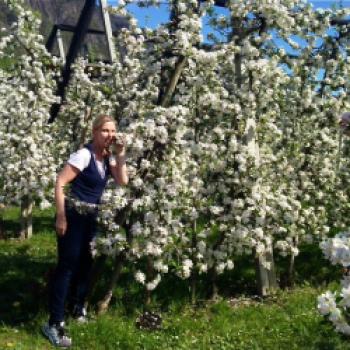 Apfelplantagen in Lana - was für eine Blütenpracht! - © Anke Sieker