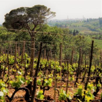 Beim Rundgang durch die Weinberge sehen wir am Horizont Siena und wie sollte es anders sein, finden wir uns danach im Verkostungsraum des Weinguts wieder - (c) Jörg Bornmann
