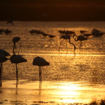 Das PoDelta ist ein wundevolles Naturparadies in dem man auch die zahlreichen Flamingos beobachten kann - (c) Ferrara Terrae Acqua