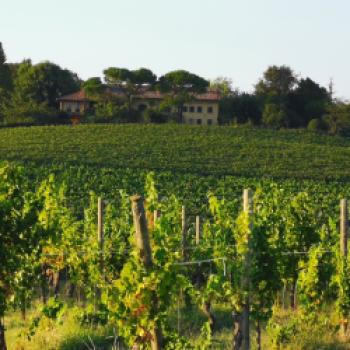 Azienda Agricola Colle Manora: Nachhaltigkeit ist der Lebensinhalt - Auf dem Weingut im Piemont lebt man die Verantwortung für die Natur - (c) Colle Manora