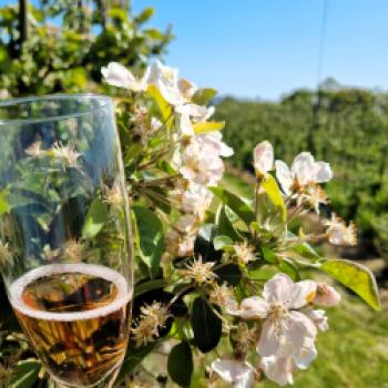 Mit ihrem Apfelwein hat sie bereits mehrere Medaillen gewonnen - (c) Gabi Vögele