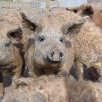 Auf dem Bauernhof Strand Gård begegnet man Mangalitza-Schweinen - (c) Gabi Vögele