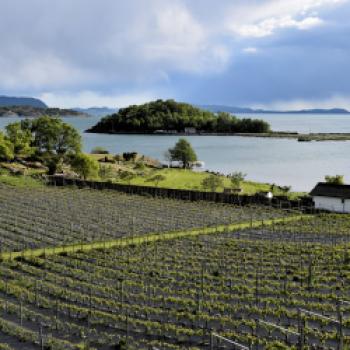 Auf Weinberge mit Fjordblick stößt man am Fjord in Hebnes - (c) Gabi Vögele