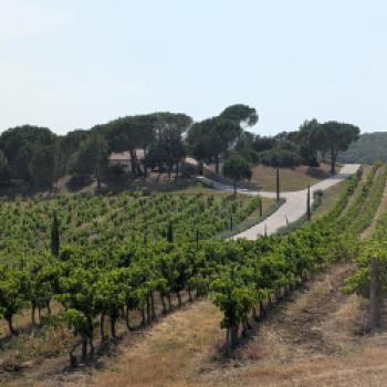 Languedoc - Mediterranes Weinland voller Dynamik - (c) Carola Faber
