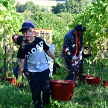 Von Anfang an bei der Ernte dabei: Felix Löffler vom Weingut Löffler, Staufen – (c) DWI
