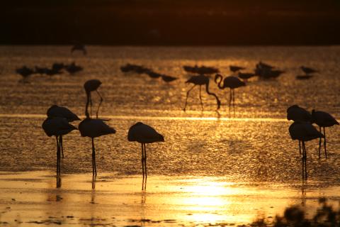 Das PoDelta ist ein wundevolles Naturparadies in dem man auch die zahlreichen Flamingos beobachten kann - (c) Ferrara Terrae Acqua
