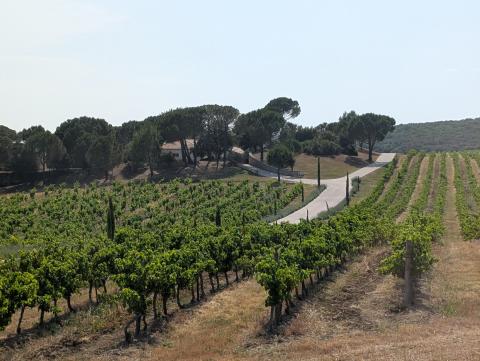 Languedoc - Mediterranes Weinland voller Dynamik - (c) Carola Faber