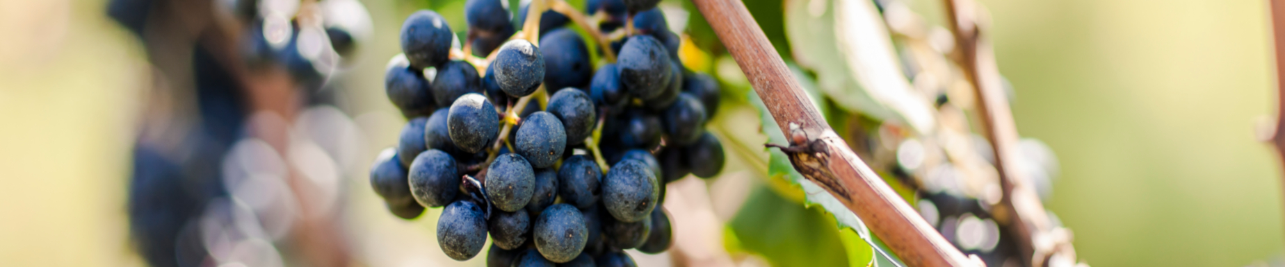 Südtirol Wein - Steckbrief und Übersicht