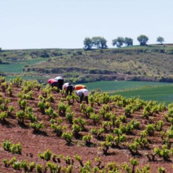 Mehr als nur Rotwein – La Rioja, das kleine, feine Weinbaugebiet in Spanien - (c) Klaus Pfenning