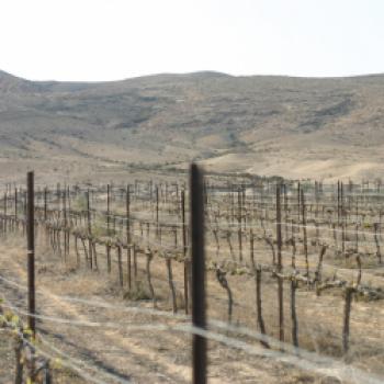 Israel - Paradies für Weinliebhaber - Judäa ist erste zertifizierte Weinregion des Landes - (c) Israele Wine of Judea