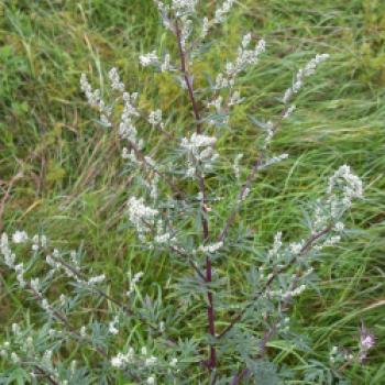 Beifuß (Artemisia Vulgaris) - (c) Wikipedia