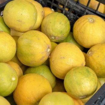 Die Bergamotte, jene Zitrusfrucht, die etwas aussieht wie eine Orange mit gelber Schale, deren Duftnote in vielen Nasen ist und deren Herkunft nicht wirklich geklärt ist - (c) Maren Recken