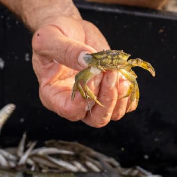 Neben der Fischerei bietet Daniele auch Exkursionen in das Naturschutzgebiet Foci della Stella an – Traditioneller Fischfang und leckeres Essen - (c) Maren Recken