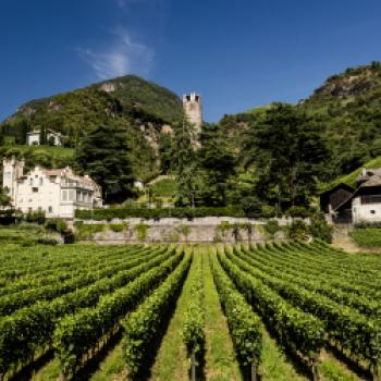 Südtirol Wein Agenda 2030 - (c) Südtirol Wein, Florian Andergassen