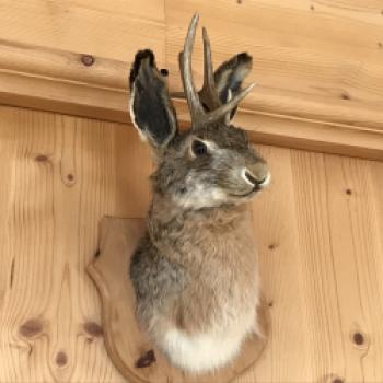 Hüttenkultur am Rosskopf, dem Hausberg Sterzings, die Sternhütte - (c) Gabi Dräger
