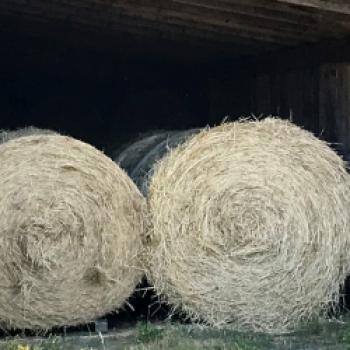 Hollerhöfe – Der Charme vieler winziger Bauernhöfe - Wälder, Wiesen, Felder eine Burgruine und ein Hotel aus vielen kleinen Bauernhöfen - (c) Gabi Dräger