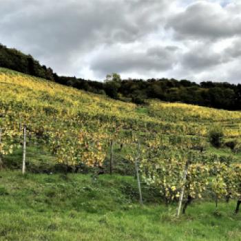 Mit Udo Opel von der Glottertaler Winzergenossenschaft „Roter Bur“ geht es zu einer Wanderung an den Weinbergen entlang. Die Blätter der Reben sind herbstlich in Gelb, Rot und Braun gefärbt und leuchten in der Sonne - (c) Gabi Dräger