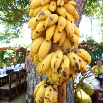 Für den Nachtisch, nimmt sich jeder soviel Bananen von der Staude wie er mag - (c) Gabi Dräger