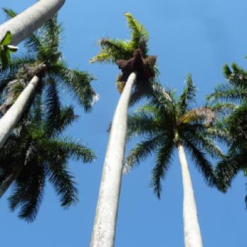 Das Wahrzeichen Kubas ist die Königspalme; ihr Stamm wächst schnurrgerade bis zu 30 Meter hoch - (c) Gabi Dräger