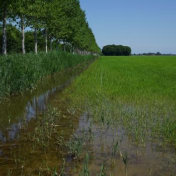 Während der Wachstumsphase werden die Reisfelder mit Wasser aufgefüllt - (c) Maren Recken