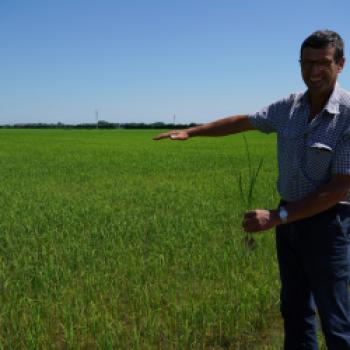 Eugenio Conte zeigt, wie hoch die Reispflanzen wachsen - (c) Maren Recken