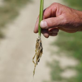 Eugenio Conte zeigt die Wurzel der Reispflanze - (c) Maren Recken