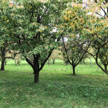 Das Glottertal liegt mitten im Schwarzwald und ist von Weinbergen, Wald und Streuobstwiesen umringt - (c) Gabi Dräger