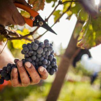 Die Südtiroler Weinernte 2019 - in etwas turbulenter, aber vielversprechender Jahrgang - (c) Südtirol Wein, Florian Andergassen