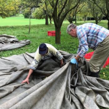 Pia Lickert und ihr Mann Werner sammeln gerade auf ausgebreiteten Planen Zibarte auf ihrer Streuobstwiese ein - (c) Gabi Dräger
