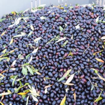 Olivenernte für das Garda PDO Orientale - In diesen Herbstwochen werden die Oliven für das hochwertige, geschützte Olivenöl Garda PDO Orientale geerntet - (c) Jörg Bornmann