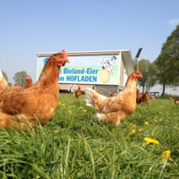 Warum an Weihnachten mehr Eier gekauft werden als an Ostern, Ein Interview mit Bioland-Landwirt Klaus Bird - (c) Bioland