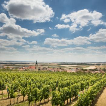 Weingärten kennzeichnen die sanfte hügelige Landschaft nordöstlich von Wien - (c) Weinkomitee Weinviertel/Anna Stöcher
