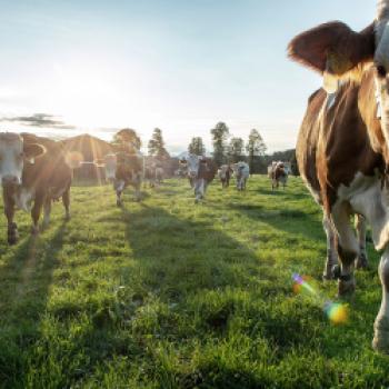 Über 1.000 Betriebe der Molkerei Berchtesgadener Land treiben ihre Kühe wieder auf die Weide - (c) Molkerei Berchtesgadener Land