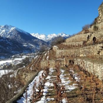 Le Prisonnier 2019 -‚Der Gefangene‘ aus dem Aostatal - Ein Erinnerungsstück an den Wein aus den Bergen - (c) Maison Anselmet