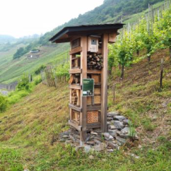 Nachhaltiger Weinbau in Deutschland - (c) Jörg Bornmann