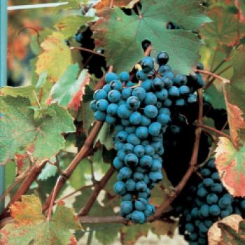 Die Weinproduktion des Monferrato erreicht neue Meilensteine - Piemont Weindaten 2021 - (c) Consorzio Barbera d'Asti e Vini del Monferrato