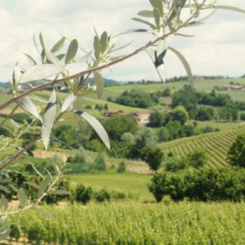 Eine Reise zu den Aromen des Piemont - Wein, Trüffel, Haselnüsse, das Piemont hat kulinarisch viel zu bieten - (c) Jörg Bornmann