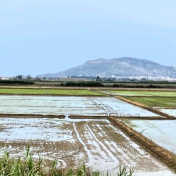 Das Land von Reis, Orangen und Paella - Valencias Umgebung, Albufera, Cullera, Favara, La Palmera, Sueca, Xátiva, kulinarisch entdecken - (c) Gabi Dräger