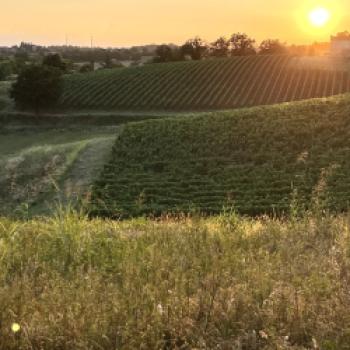 Azienda Agricola Colle Manora: Nachhaltigkeit ist der Lebensinhalt - Auf dem Weingut im Piemont lebt man die Verantwortung für die Natur - (c) Colle Manora