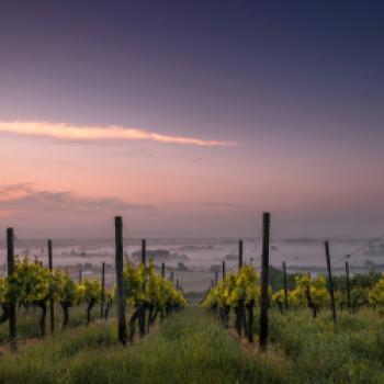 Nachhaltiger Weinbau ist gut für die Umwelt und die Qualität des Weins - (c) Karsten Würth auf Unsplash