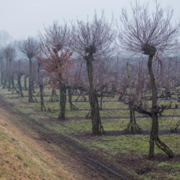 DOC Piave - bewundern Sie das Weinbausystem Bellussera - (c) Consorzio Vini Venezia