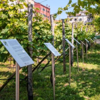 DOC Venezia - ein einzigartiger Weingarten lockt mit zwanzig gefährdete Rebsorte - (c) Consorzio Vini Venezian
