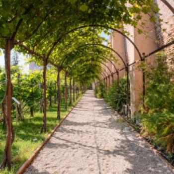 DOC Venezia - ein einzigartiger Weingarten lockt mit zwanzig gefährdete Rebsorte - (c) Consorzio Vini Venezian