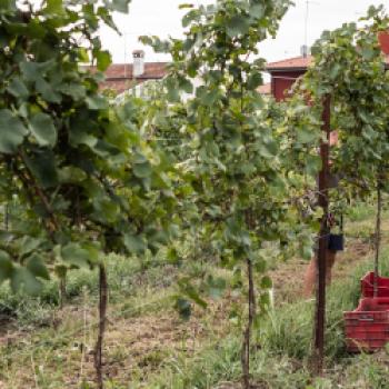 Consorzio Vini Venezia - Das Weinkonsortium Venedig umfasst fünf Appellationen - (c) Consorzio Vini Venezia