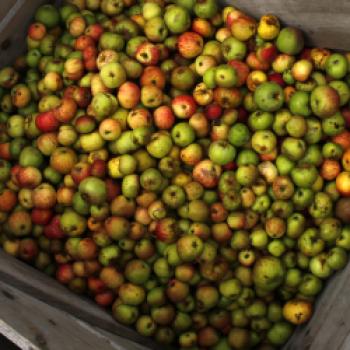 Saft aus dem eigenen Obst pressen liegt voll im Trend, hier finden Sie Mosterreien in Ihrer Region - (c) NABU/ Bernd Schaller