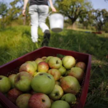 Saft aus dem eigenen Obst pressen liegt voll im Trend, hier finden Sie Mosterreien in Ihrer Region - (c) NABU/ Bernd Schaller