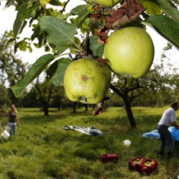 Saft aus dem eigenen Obst pressen liegt voll im Trend, hier finden Sie Mosterreien in Ihrer Region - (c) NABU/ Bernd Schaller